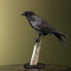 Kraai Taxidermie Opgezette Dieren By Max, Verzamelen, Dierenverzamelingen, Ophalen of Verzenden, Nieuw, Vogel, Opgezet dier