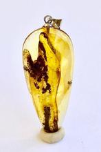 Authentiek Baltisch amber met fossiel insect VLUCHT-inzet,, Nieuw