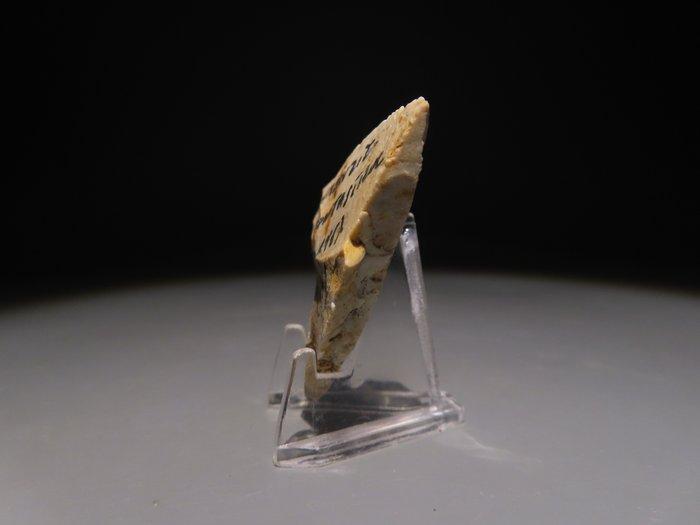 Europa Vuursteen Handbijl - mes. 5,4 cm H. Neolithicum, 6000, Antiek en Kunst, Antiek | Overige Antiek