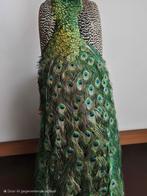 Blauwe Pauw Taxidermie volledige montage - Pavo cristatus -, Nieuw