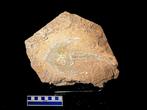 Fossiel skelet - Zenaspis podolica - 24.5 cm - 19 cm, Verzamelen, Mineralen en Fossielen