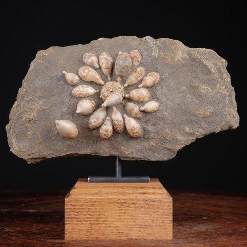 Fossiele Echinoïde - Fossiel skelet - Pseudocidaris Mammosa, Verzamelen, Dierenverzamelingen