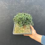 Bonsaï If (Taxus) - Hauteur (arbre) : 22 cm - Profondeur