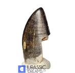 Tand van Tyrannosaurus-dinosauriër - Nanotyrannus sp -