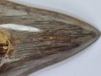 Megalodon - Fossiele tand - 10.7 cm, Verzamelen, Mineralen en Fossielen