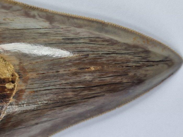 Megalodon - Fossiele tand - 10.7 cm, Verzamelen, Mineralen en Fossielen