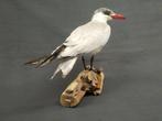 Caspian Tern Taxidermie volledige montage - Sterna caspia -, Verzamelen, Nieuw