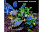 Bucephalandra Batang Kawa in Vitro, Animaux & Accessoires, Poissons | Aquariums & Accessoires, Verzenden