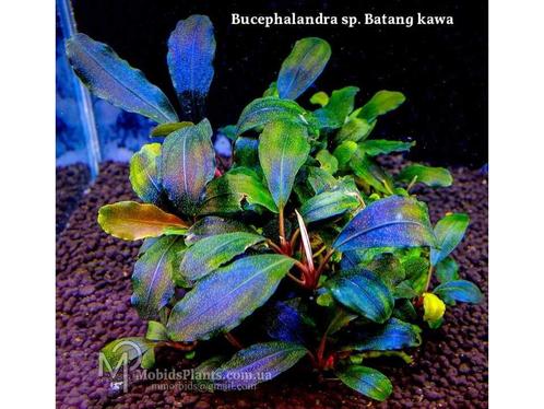 Bucephalandra Batang Kawa in Vitro, Dieren en Toebehoren, Vissen | Aquaria en Toebehoren, Nieuw, Verzenden