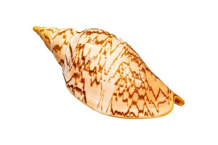 Spindelvormige voluut ***VERZAMELOBJECT - TOP - ZONDER, Verzamelen, Dierenverzamelingen