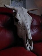 Spaanse stier Bot - Bos Taurus - 65 cm - 40 cm - 15 cm - (1)