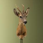 Reebok Zomervacht Taxidermie Opgezette Dieren By Max, Ophalen of Verzenden, Nieuw, Wild dier, Opgezet dier