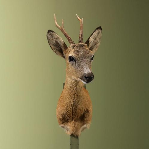 Reebok Zomervacht Taxidermie Opgezette Dieren By Max, Verzamelen, Dierenverzamelingen, Opgezet dier, Nieuw, Wild dier, Ophalen of Verzenden
