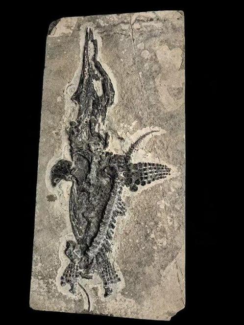Zeereptiel - Gefossiliseerd dier - Mixosaurus - 53 cm, Verzamelen, Mineralen en Fossielen