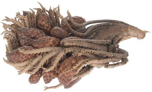 Tika stronk met pods en dennenappels per stuk, Hobby en Vrije tijd, Knutselen, Nieuw