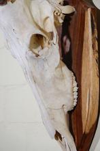 Hartebeest skull Schedel - Alcelaphus buselaphus - 40 cm -