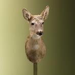 Reebok Wintervacht V Taxidermie Opgezette Dieren By Max, Verzamelen, Dierenverzamelingen, Ophalen of Verzenden, Nieuw, Wild dier