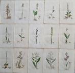 James Edward Smith (1759/ 1828) - James Sowerby (1757/ 1822)