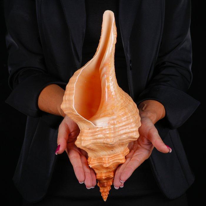 Zeldzame mariene schelp uit Mexico - Florida Horse Conch -, Verzamelen, Dierenverzamelingen