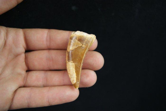 Zeldzame Afrikaanse Teropode TOP - Fossiele tand -, Verzamelen, Mineralen en Fossielen