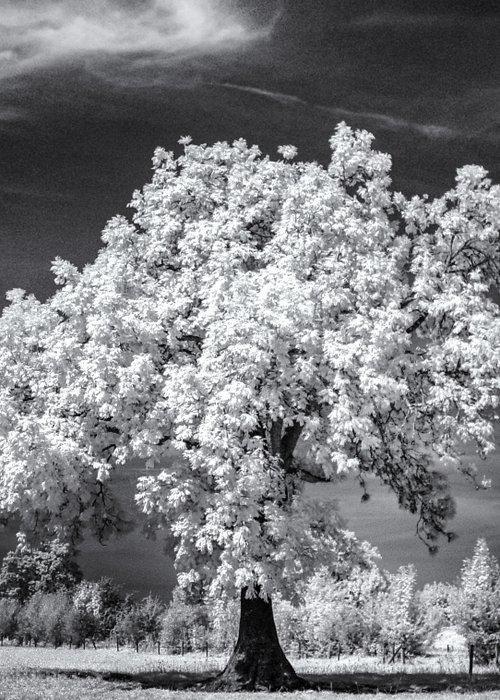 Hans Vos Fotografie - Tree with Clouds, Antiek en Kunst, Kunst | Designobjecten