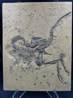 Fossiele matrix - Compsognathusl (Replica) - 39 cm - 30 cm