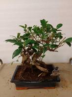 ficus ginseng - Hauteur (arbre) : 34 cm - Profondeur (arbre)