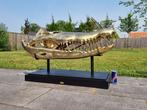 XXL 105 cm ! Crâne de Crocodile Bronze 27kg+ - Bronze