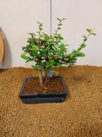 Bonsaï Thé de Fukien (Carmona retusa) - Hauteur (arbre) : 19, Antiek en Kunst