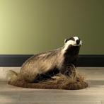 Das Taxidermie Opgezette Dieren By Max, Verzamelen, Dierenverzamelingen, Ophalen of Verzenden, Nieuw, Wild dier, Opgezet dier