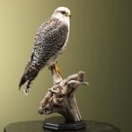 Hybride Valk Taxidermie Opgezette Dieren By Max, Ophalen of Verzenden, Nieuw, Vogel, Opgezet dier