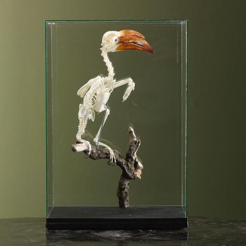 Kroontok Skelet Taxidermie Opgezette Dieren By Max, Verzamelen, Dierenverzamelingen, Opgezet dier, Nieuw, Vogel, Ophalen of Verzenden
