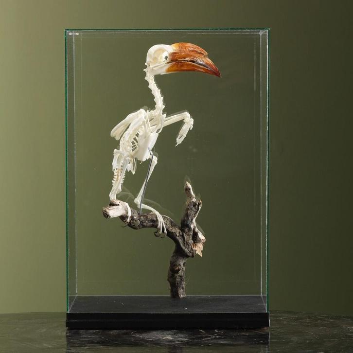 Kroontok Skelet Taxidermie Opgezette Dieren By Max, Verzamelen, Dierenverzamelingen, Opgezet dier, Nieuw, Vogel, Ophalen of Verzenden