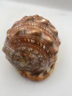 Gastéropode Coquillage marin - Cassis Rufa (Sans prix de, Antiek en Kunst