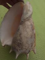 Conque Coquillage marin - voluta imperialis type robinsonia, Antiek en Kunst