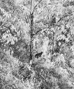 Willy Ronis (2010-2009) - Le chat surpris Gordes 1951, Antiek en Kunst, Kunst | Schilderijen | Modern