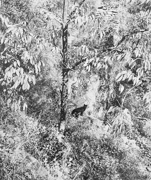Willy Ronis (2010-2009) - Le chat surpris Gordes 1951, Antiek en Kunst, Kunst | Schilderijen | Modern