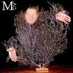 Natuurlijke zwarte Gorgonia - Een moderne Wunderkammer -