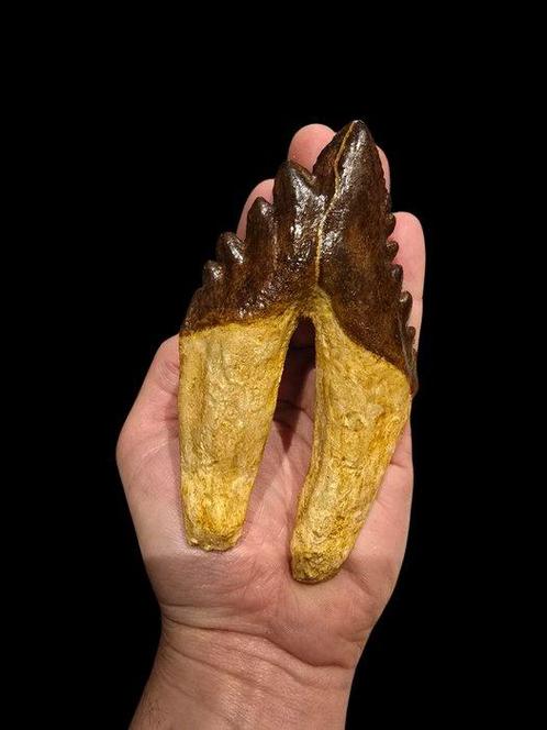 Basilosaure - Molaire fossile - 14 cm - 7 cm, Verzamelen, Mineralen en Fossielen