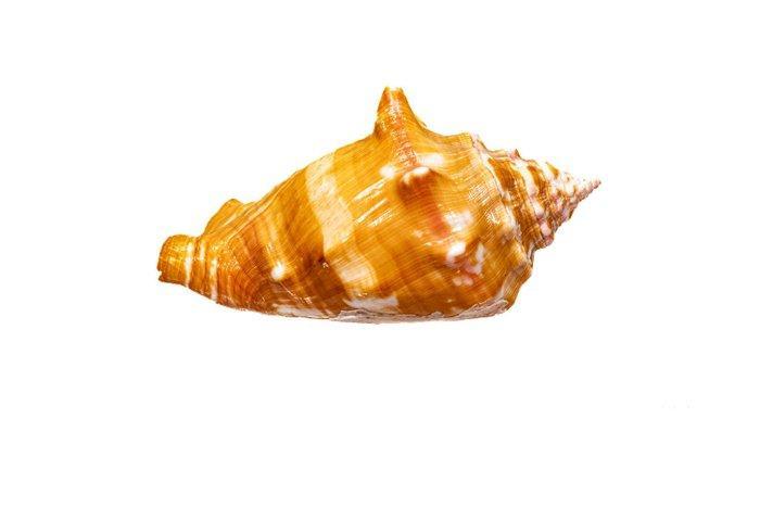 West Indian fighting conch - verzamelobject - ZONDER, Verzamelen, Dierenverzamelingen