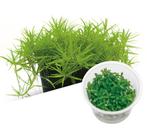 Limnophila Scrophulariaceae In Vitro, Dieren en Toebehoren, Vissen | Aquaria en Toebehoren, Verzenden, Nieuw
