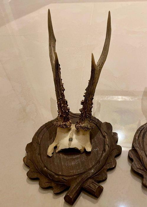 3 antieke hertenbokgeweien met houten schild Gewei -, Antiek en Kunst, Curiosa en Brocante