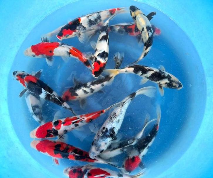 Hirasawa Marusei 28-35cm (Japanse Koi), Jardin & Terrasse, Étangs, Enlèvement ou Envoi