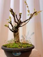 Wisteria bonsai - Hoogte (boom): 25 cm - Diepte (boom): 20