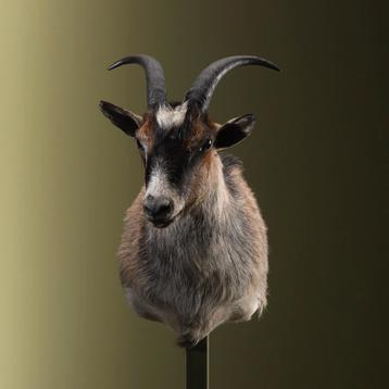 Geit Taxidermie Opgezette Dieren By Max, Ophalen of Verzenden, Opgezet dier