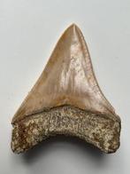 Megalodon-tand 8,9 cm - Fossiele tand - Carcharocles, Verzamelen