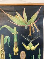 Jung Koch Quentell - Hagemann - Schoolplaat van Rogge door, Antiek en Kunst