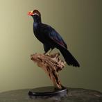 Toerako Support de corps entier pour taxidermie - Musophaga, Nieuw