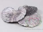 Elfenbankje Zak Black Pearl ca. 300 gr, Nieuw