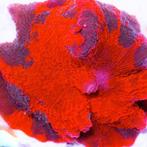 Discosoma Deadpool (1 stuk), Verzenden